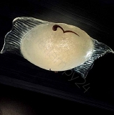 Evi Style  Candy  art.1100 / P60   plafon - Wyprzedaż !